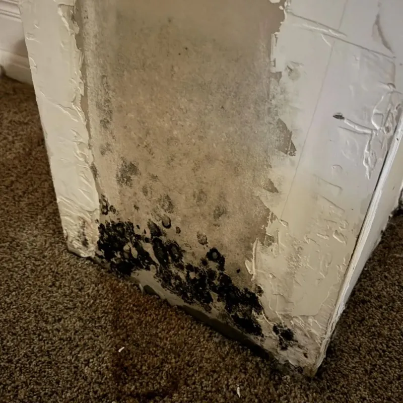 Professional Mold Removal in Lewiston, CA
